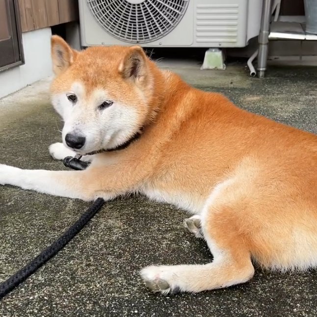 mama88872520's tweet photo. #愛媛県  西条市  西条市丹原町  丹原町長野  9/27朝保護
#柴犬 ♂️ 黒い首輪  黒いリード付  #迷子犬  #迷い犬
今治市  愛媛県  東温市  飼い主さんに届きます様に🙏
保護主様 https://t.co/j593ELFlU7 より🙇‍♀️ https://t.co/Flhj6vAz4p
