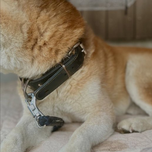 mama88872520's tweet photo. #愛媛県  西条市  西条市丹原町  丹原町長野  9/27朝保護
#柴犬 ♂️ 黒い首輪  黒いリード付  #迷子犬  #迷い犬
今治市  愛媛県  東温市  飼い主さんに届きます様に🙏
保護主様 https://t.co/j593ELFlU7 より🙇‍♀️ https://t.co/Flhj6vAz4p