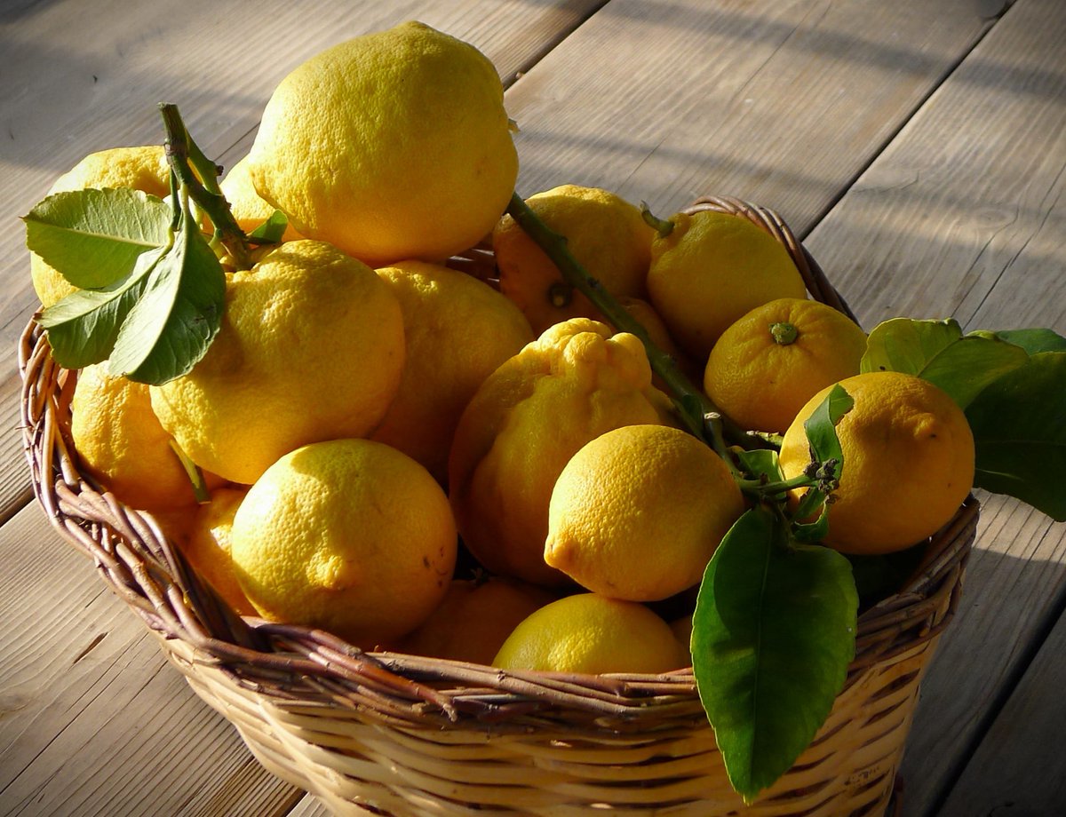 heartheadedfact's tweet photo. I love lemons! Lemons are actually apart of a specialized berry group called hesperidia. A hesperidium is a berry with a tough, leathery rind, but a juicy inside. Other hesperidiums include oranges, limes, grapefruits, and tangerines! Mmm this is making me want lemonade... https://t.co/fnYEYQicR3