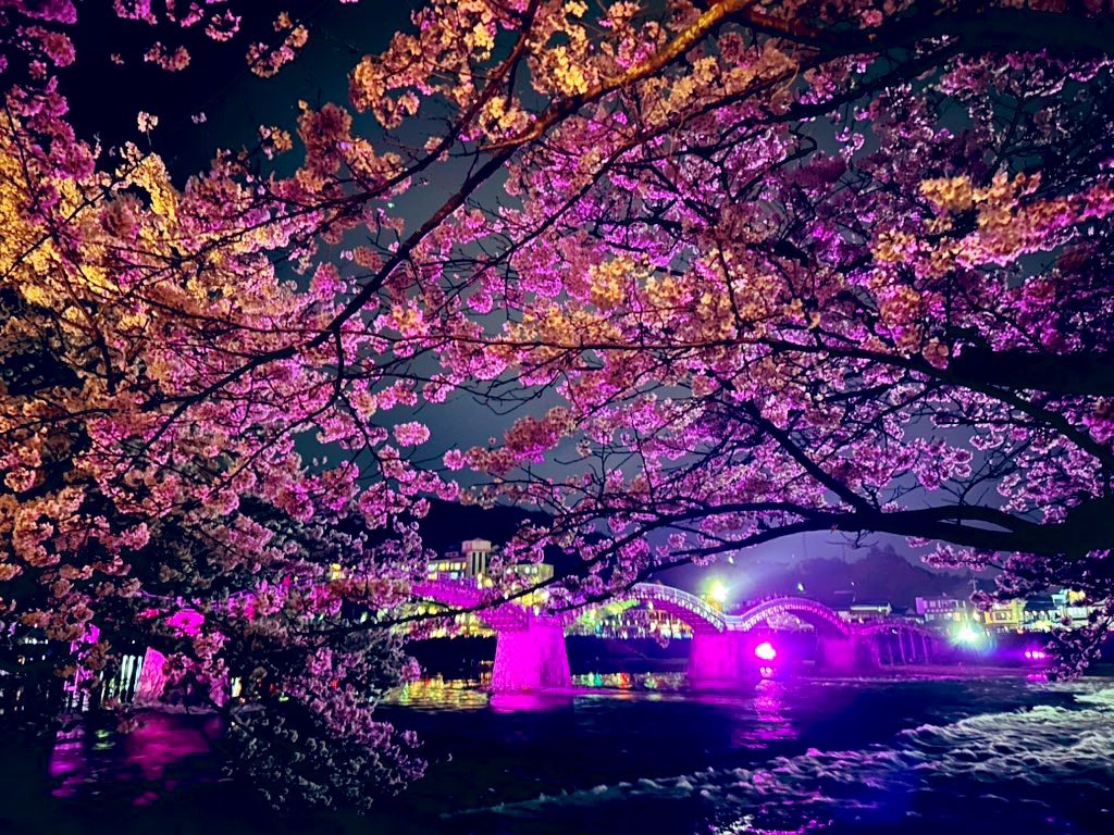 ykmeiling8811's tweet photo. NHK朝ドラ『ブラッサム』🌸いよいよスタート🤩
私の生まれ故郷は、岩国・錦帯橋の付近で…
祖父母の家が最近まであった(今でも墓参りに)🙏
宇野千代さんの生家・川西は錦帯橋の西南で、小説にも故郷が出てくるので懐かしい🥲
しかも亡くなった祖母と同故郷、同世代の女性　なので余計に…
放送楽しみ🌸 https://t.co/081YkyYwaO