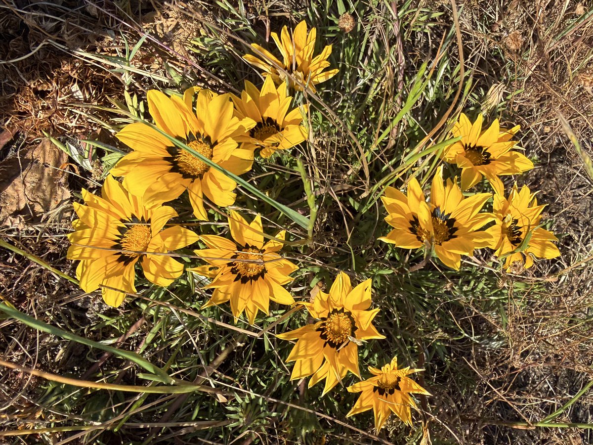 JudeStevens's tweet photo. Cheerio September 👋 #SundayYellow and happy memories 🌼💛😊 https://t.co/VlxGoOdLbm