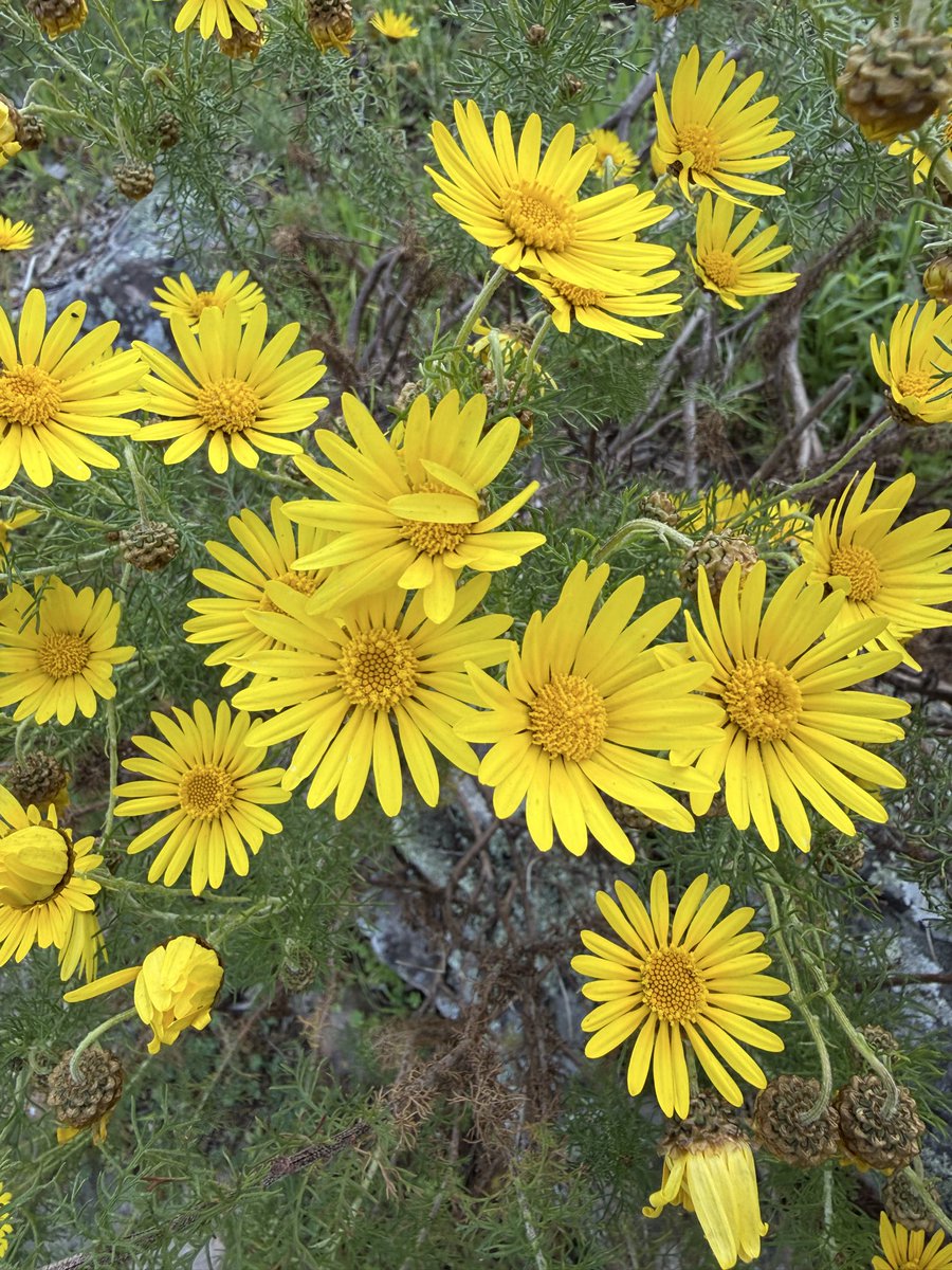 JudeStevens's tweet photo. Cheerio September 👋 #SundayYellow and happy memories 🌼💛😊 https://t.co/VlxGoOdLbm