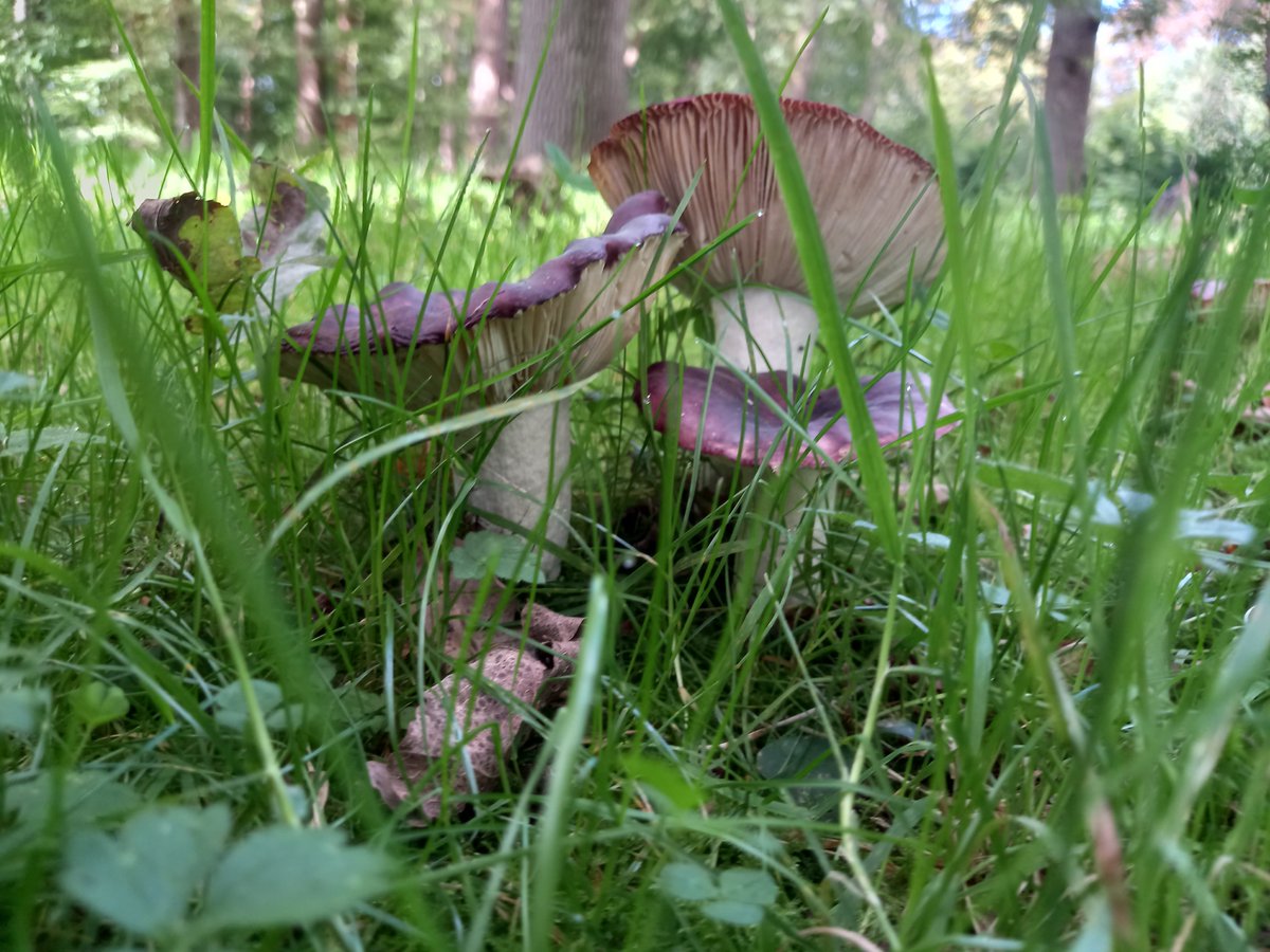 northfieldtree's tweet photo. #MushroomMonday https://t.co/h60D6fWWpK