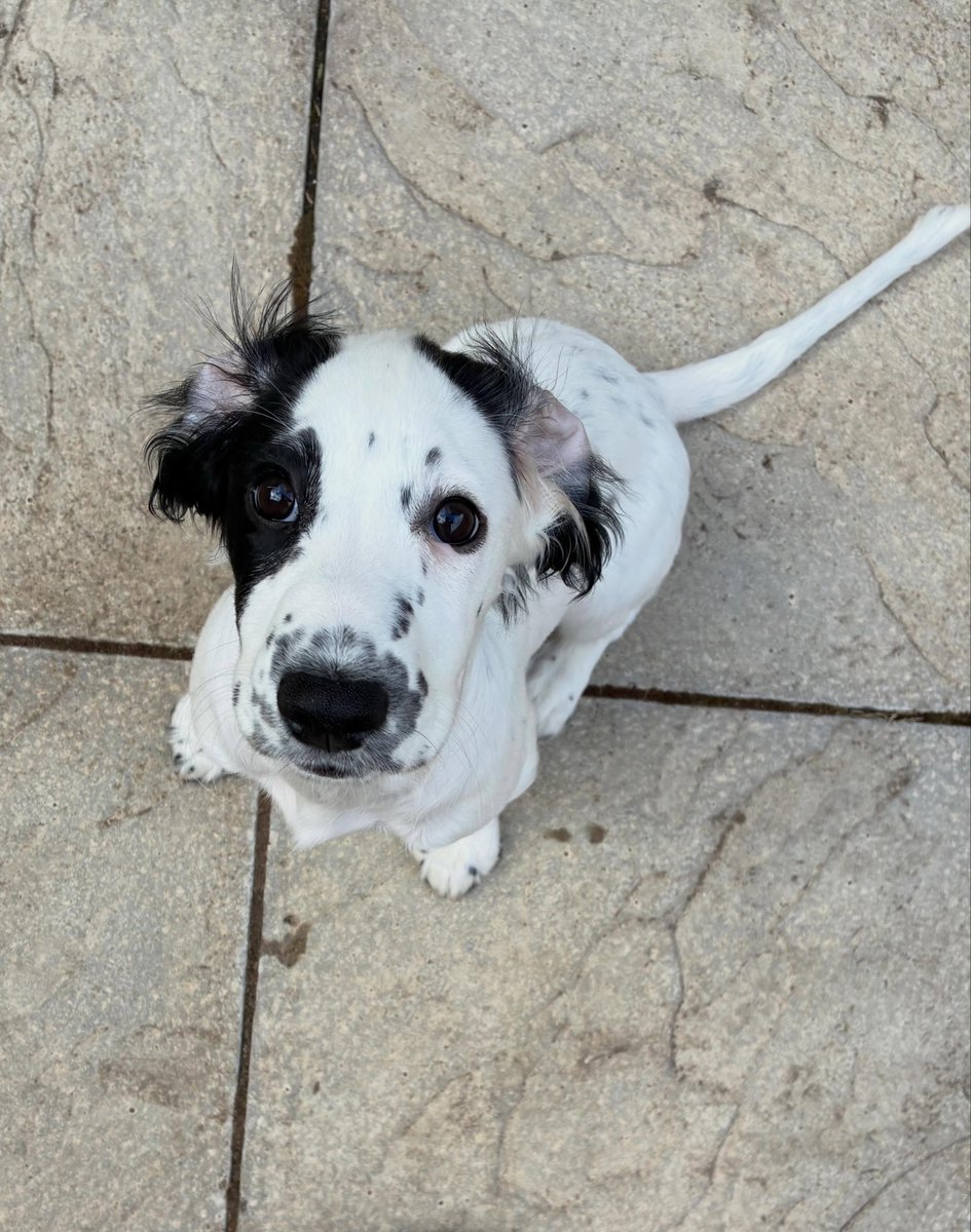 EleonorBrec2mr's tweet photo. GARDEN PATROL

Outdoor hearing: selective 
Ears: conveniently inside out 
Expression: adoring 
Motivation: snacks, of course 

More missions and mischief here. https://t.co/zOgafD8BJA