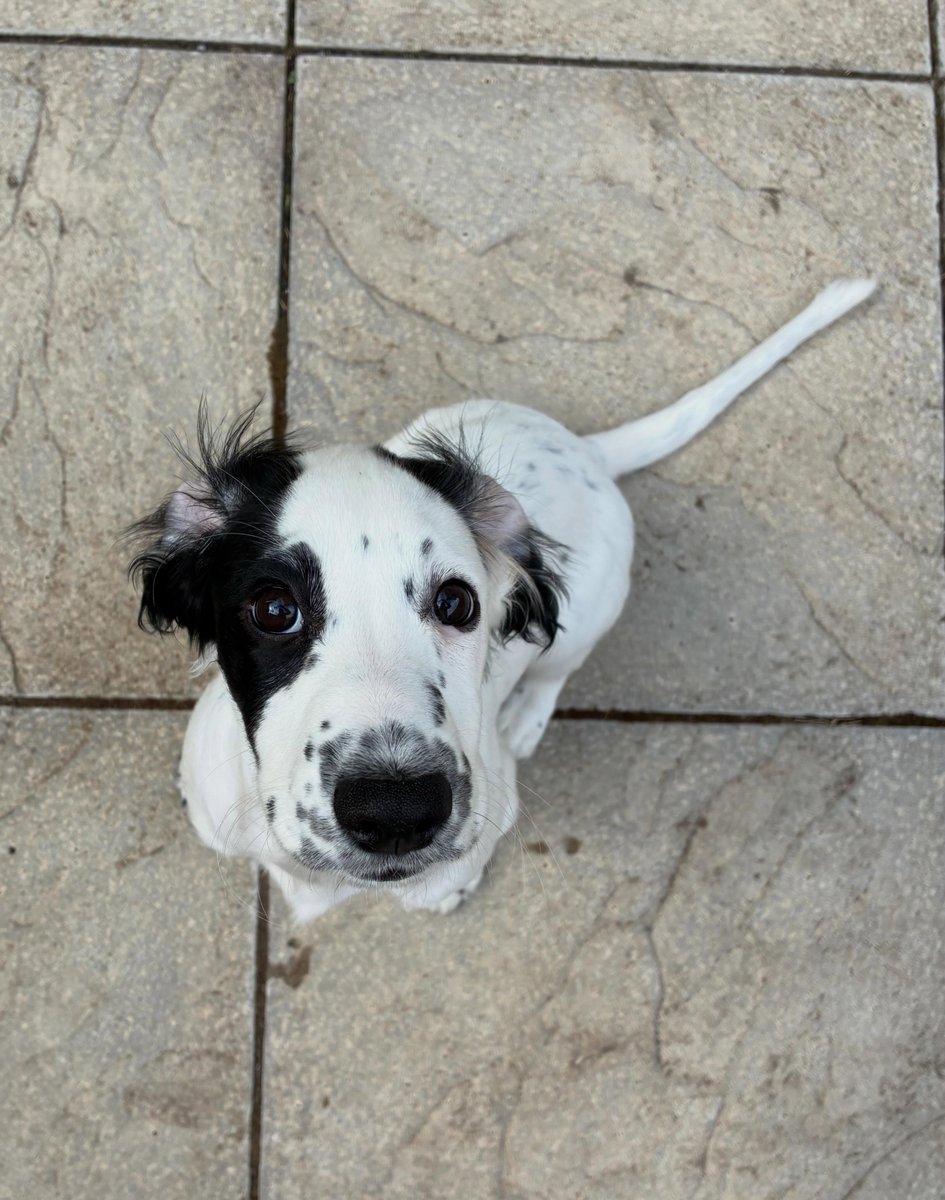 EleonorBrec2mr's tweet photo. GARDEN PATROL

Outdoor hearing: selective 
Ears: conveniently inside out 
Expression: adoring 
Motivation: snacks, of course 

More missions and mischief here. https://t.co/zOgafD8BJA