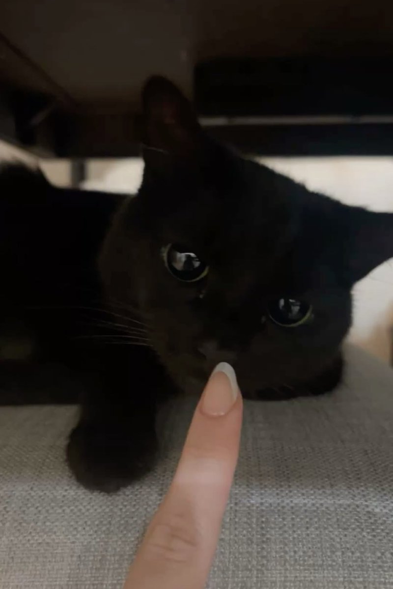 blackscats's tweet photo. https://t.co/SDsTCPpDKU