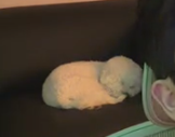 choikafe's tweet photo. grabe antok na antok na yung bata HAHAHA https://t.co/e64e5g5SsG
