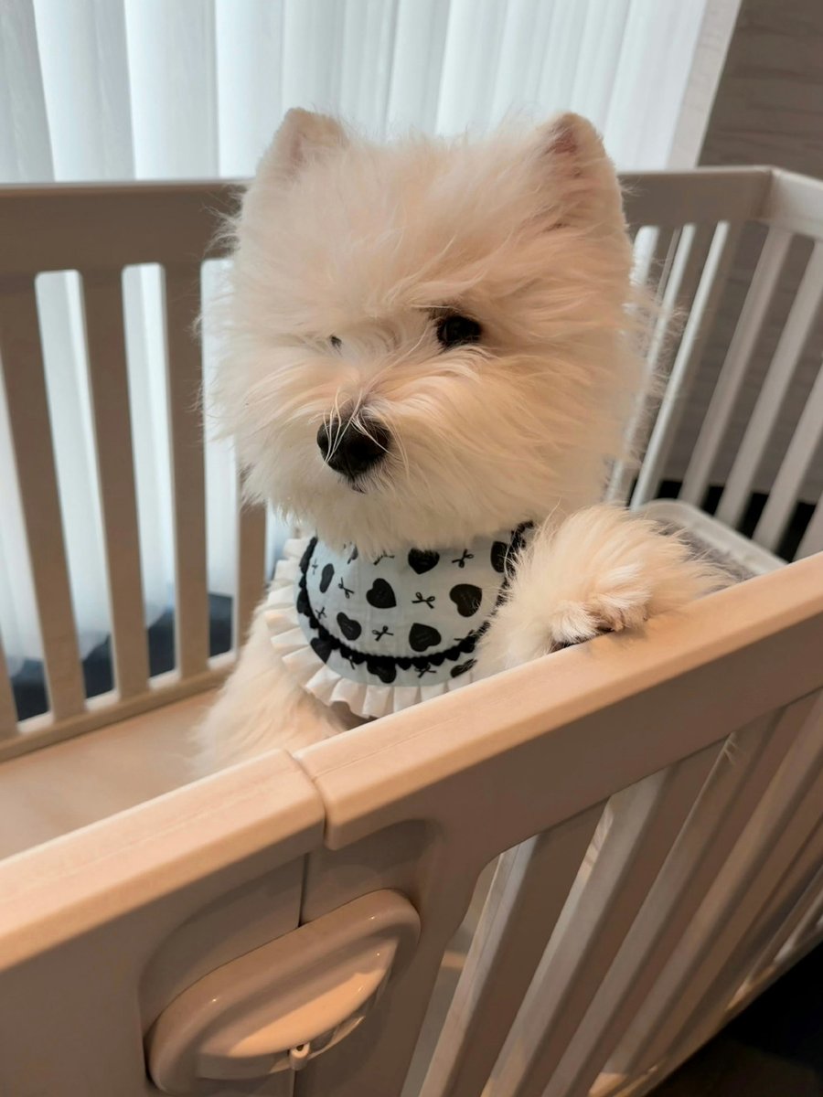 AzzieGi0fu's tweet photo. Mi pequeo cachorro acaba de cumplir 3 meses, ya sabe sentarse cuando se lo pido  Los días pasan tan rápido!， https://t.co/9q6pNvRDv3