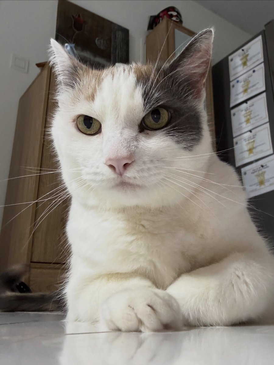 FlorindaGo5r's tweet photo. Spice, my beautiful baby. https://t.co/yq77YTieKu