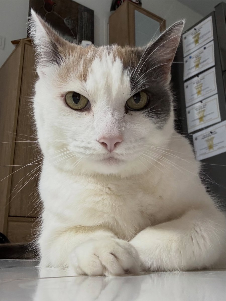 FlorindaGo5r's tweet photo. Spice, my beautiful baby. https://t.co/yq77YTieKu