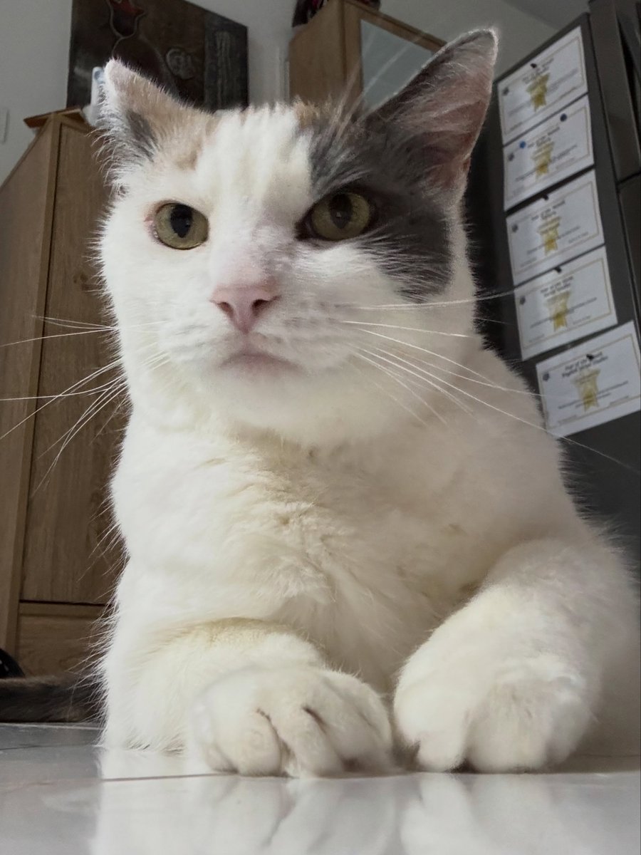 FlorindaGo5r's tweet photo. Spice, my beautiful baby. https://t.co/yq77YTieKu