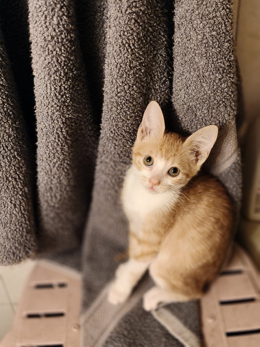FosterKittensGR's tweet photo. Ακόμα να καταλήξουμε σε όνομα για το μικρό σατανάκι που υπερλατρευω όπως όλα τους.  Πάμε λίγο να της βρούμε όνομα και ένα σπιτάκι σιγά σιγα 
Χωρίς RT δεν γίνεται
Βοηθήστε τουλάχιστον στο να μας δει όσο πιο πολύ κόσμος γίνεται! https://t.co/3FKVnACw7W