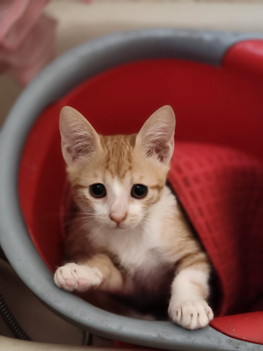 FosterKittensGR's tweet photo. Ακόμα να καταλήξουμε σε όνομα για το μικρό σατανάκι που υπερλατρευω όπως όλα τους.  Πάμε λίγο να της βρούμε όνομα και ένα σπιτάκι σιγά σιγα 
Χωρίς RT δεν γίνεται
Βοηθήστε τουλάχιστον στο να μας δει όσο πιο πολύ κόσμος γίνεται! https://t.co/3FKVnACw7W