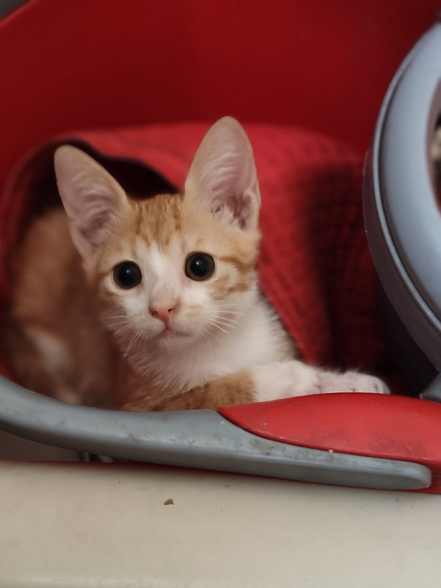 FosterKittensGR's tweet photo. Ακόμα να καταλήξουμε σε όνομα για το μικρό σατανάκι που υπερλατρευω όπως όλα τους.  Πάμε λίγο να της βρούμε όνομα και ένα σπιτάκι σιγά σιγα 
Χωρίς RT δεν γίνεται
Βοηθήστε τουλάχιστον στο να μας δει όσο πιο πολύ κόσμος γίνεται! https://t.co/3FKVnACw7W