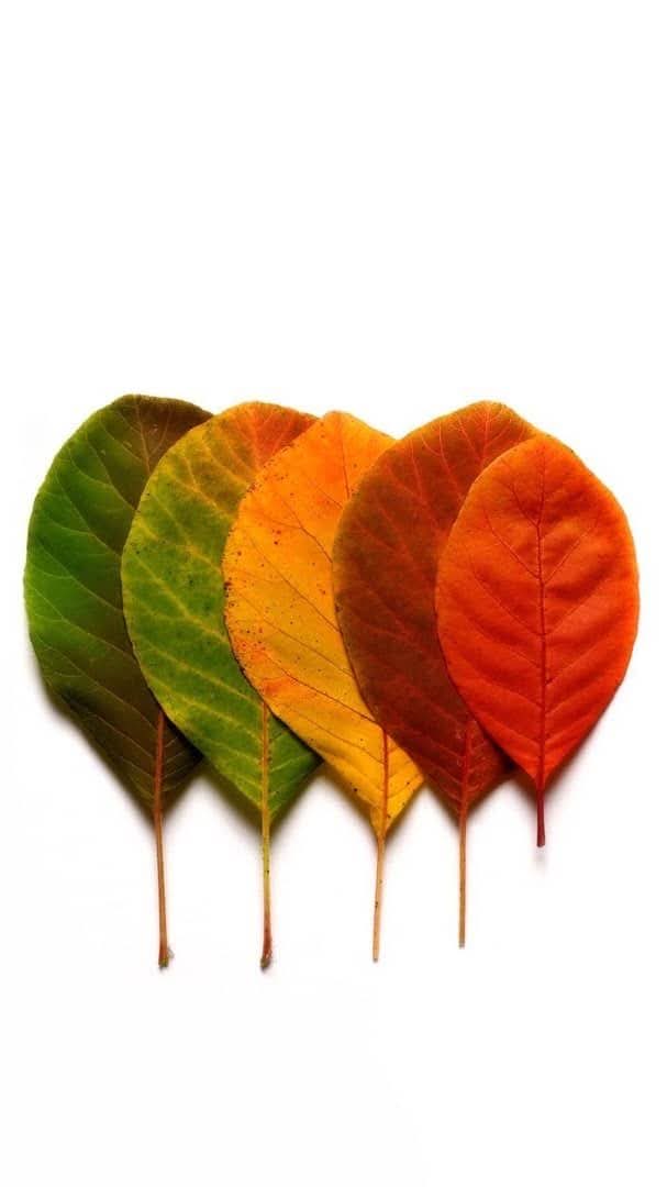 AhlamMostghanmi's tweet photo. قول للتأمل . .☘️🍁

 "يا من تُلوّْنُ  في الطِّباع أما ترى 
.. ورقَ الغصونِ إذا تلوَّنَ يسقطُ " https://t.co/30SUiDnJgK