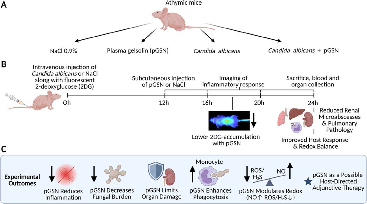 MicrobesInfect's tweet photo. Plasma Gelsolin Attenuates Acute Tissue Inflammation and Modulates Monocyte Responses in Experimental Candidemia.

Plasma gelsolin reduces #inflammation &amp; boosts monocyte antifungal activity in candidemia

https://t.co/Gkey67LG1r #OpenAccess #Candida https://t.co/ChirjTGzqD