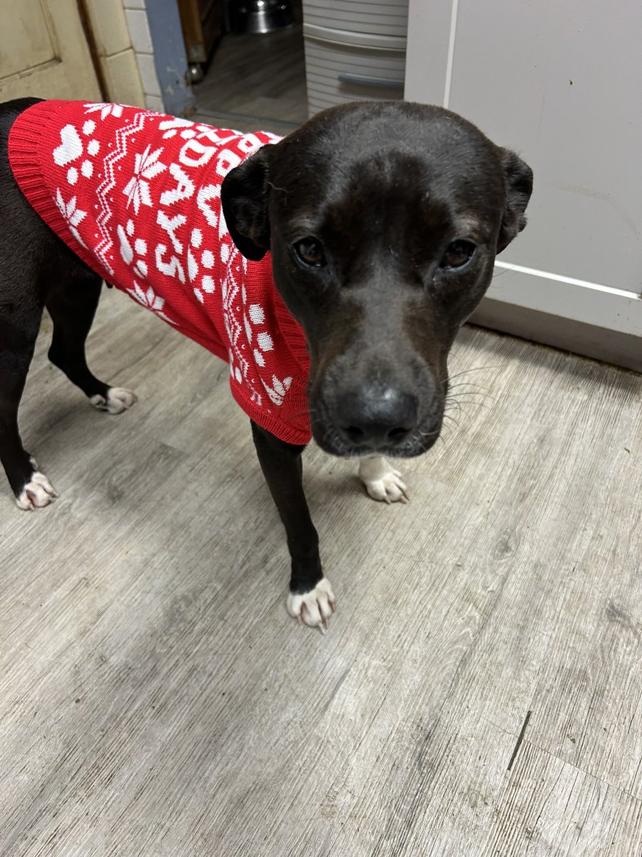 Patriot_Pups's tweet photo. Rachel nearly died in Corpus Christi. I brought her to NY for a new life. Stolen on day one, missing 3 weeks, then dumped on the NY Thruway—she survived. Now she has heartworm. Treatment: ~$1,100. 
I have spent close to that on vet visits & diagnostics already, while getting Nonprofit going.
To donate, call East Aurora Vet at 716-714-6466 for Rachel Siegel. Please share.