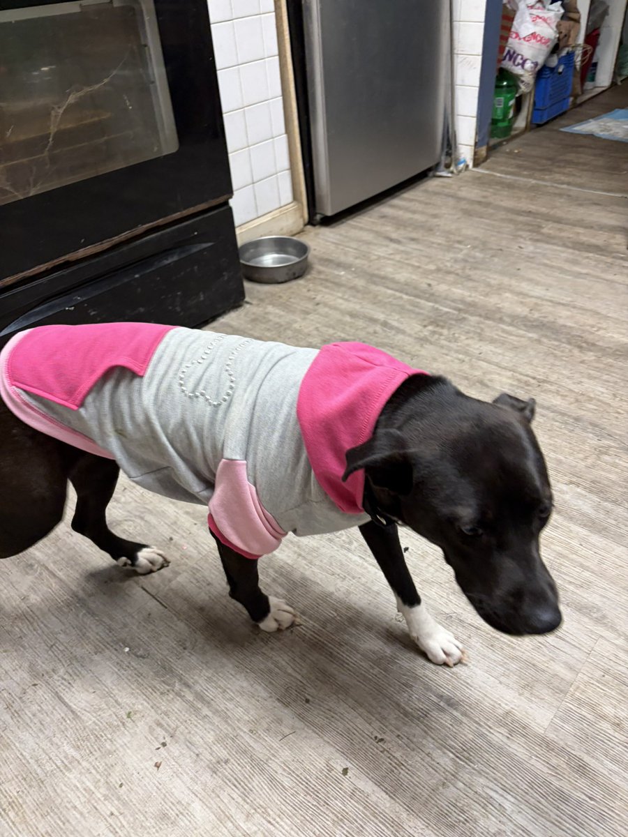 Patriot_Pups's tweet photo. Rachel nearly died in Corpus Christi. I brought her to NY for a new life. Stolen on day one, missing 3 weeks, then dumped on the NY Thruway—she survived. Now she has heartworm. Treatment: ~$1,100. 
I have spent close to that on vet visits & diagnostics already, while getting Nonprofit going.
To donate, call East Aurora Vet at 716-714-6466 for Rachel Siegel. Please share.