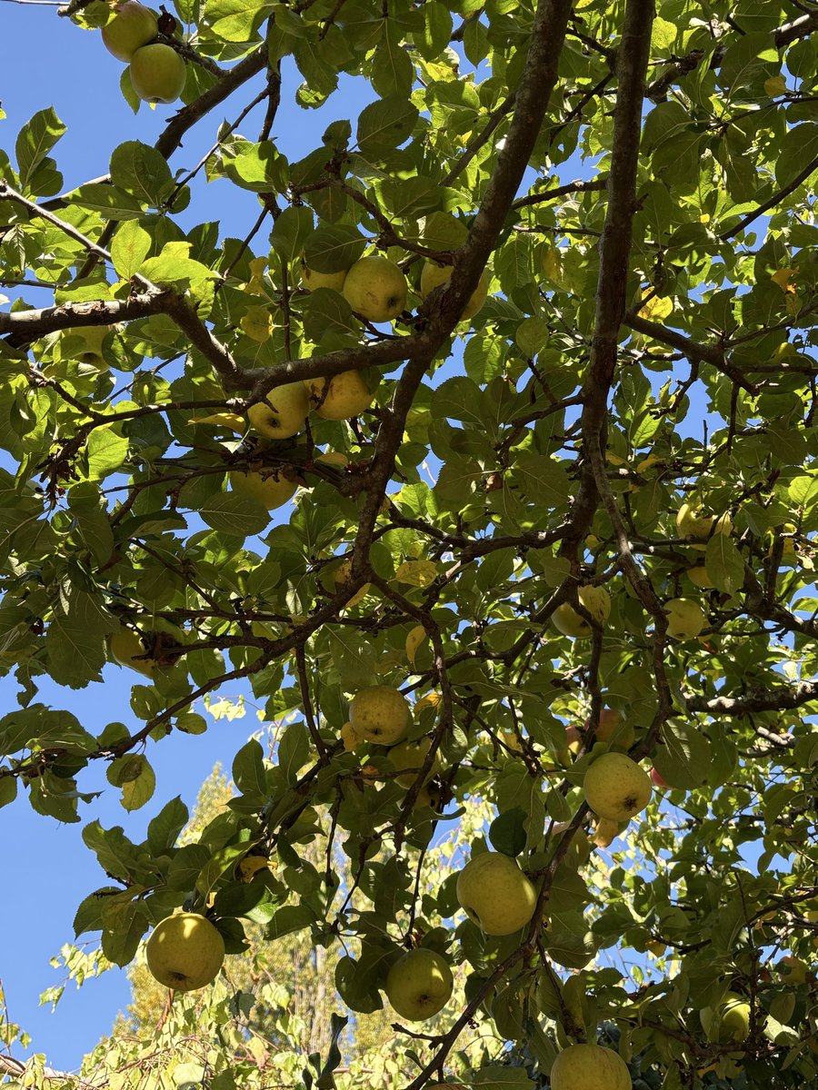 dothome7's tweet photo. Applefest #saltspring #saltspringisland https://t.co/84e9hxUacR