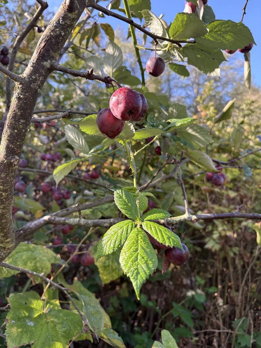 dothome7's tweet photo. Applefest #saltspring #saltspringisland https://t.co/84e9hxUacR