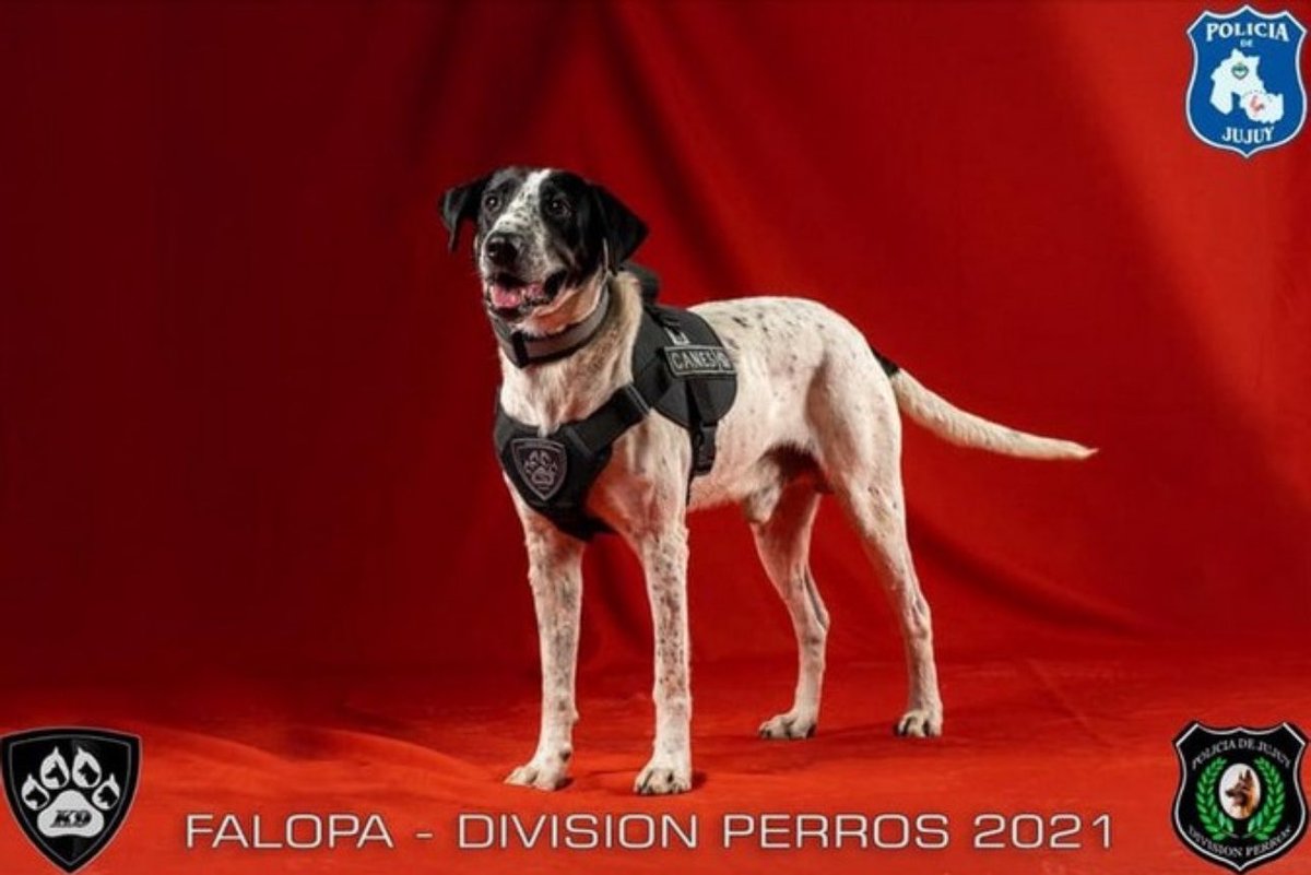 fabipa90's tweet photo. Todo bien pero nadie va a superar al perro policía de Jujuy que se llama FALOPA. https://t.co/fEwDdmJLnE