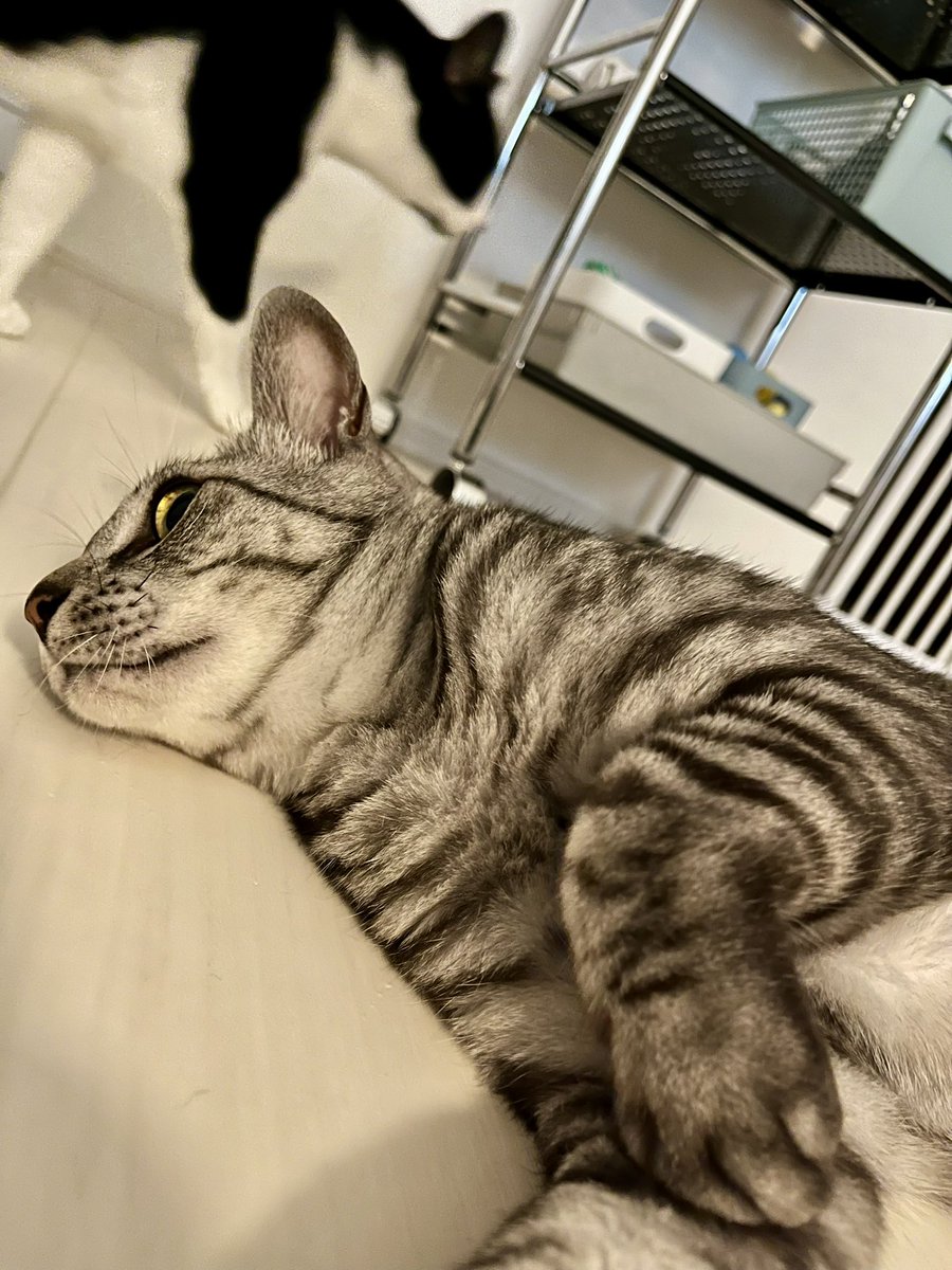 BonchanCat_0423's tweet photo. おはようございます
毎日ねっこ
いそいそ🐾
#保護猫と暮らす #猫のいる幸せ https://t.co/V4y9SRX2Ro