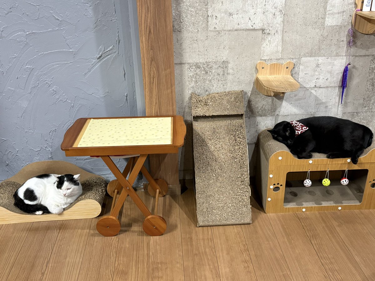 _tae0301_'s tweet photo. ニャンズ🐾
なんだろなぁ〜
この距離間…
ケンカするわけでもなく
寄り添うことはない…😹
まだ同居して2週間だし
見守ることしかできないなぁ… https://t.co/4Y8NI9fc9k
