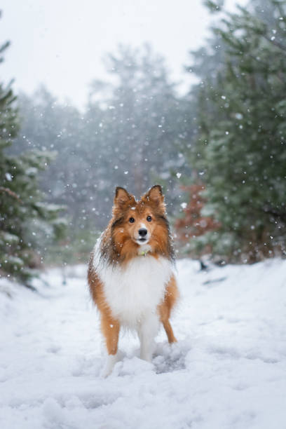 CSantin7ily's tweet photo. 山頂で記念撮影📸🏔️🐕 https://t.co/9cmwCqovwM