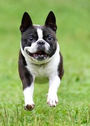 subuyrnac's tweet photo. 俺の好きな犬 https://t.co/vKiBt2il5p