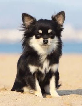 subuyrnac's tweet photo. 俺の好きな犬 https://t.co/vKiBt2il5p