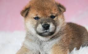 subuyrnac's tweet photo. 俺の好きな犬 https://t.co/vKiBt2il5p
