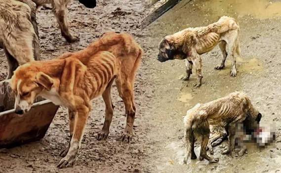 BeyazToros3460's tweet photo. Birinci fotoğraftakini değil, ikinci fotoğraftakini

 #BesleVeYasat 🐾 https://t.co/CbPyA92IzR