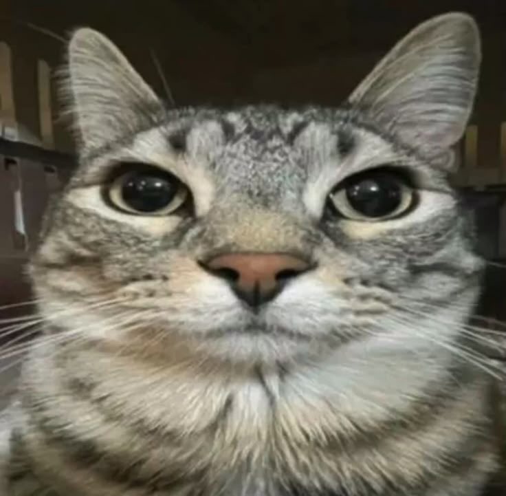 cherzhe's tweet photo. @JustAnthrShovel shovel ur scaring me pls .. this isn’t the way https://t.co/P9YXAU3oke