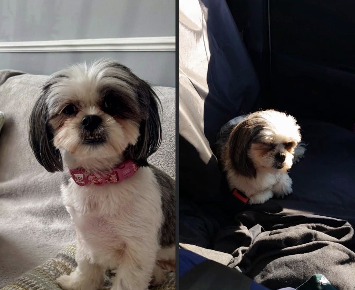 MissingPetsGB's tweet photo. 🐕‍🦺 ANGEL #shihtzu #missing since 26 September 2026
Cringle Fields #Levenshulme area #Manchester #M19
She went #missing while on a walk
Angel is MICROCHIPPED, please contact asap if seen
https://t.co/xVE2SHlKtV
 #stolendoghour https://t.co/XDexAiSBdL