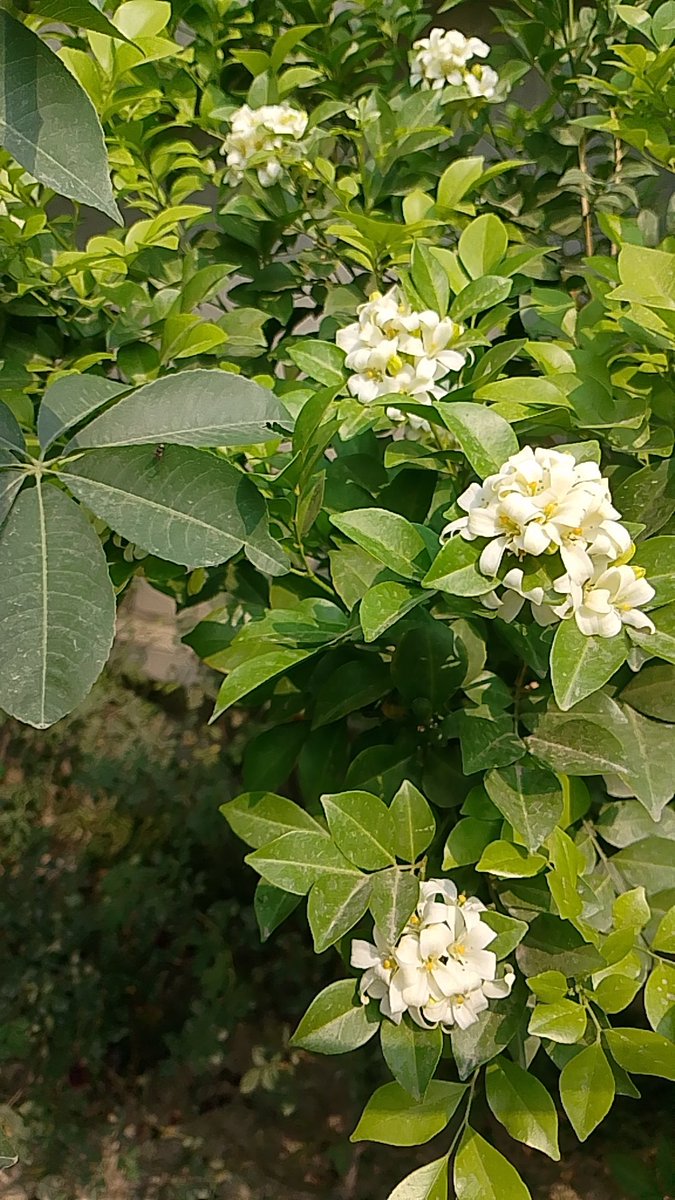 Aalochay's tweet photo. "جس نے دو جہاں سمیٹ رکھے ہیں،  وہ تمہیں کیسے بکھرنے دے سکتا ہے ۔۔۔❤️ https://t.co/Ktf9peQ3X3