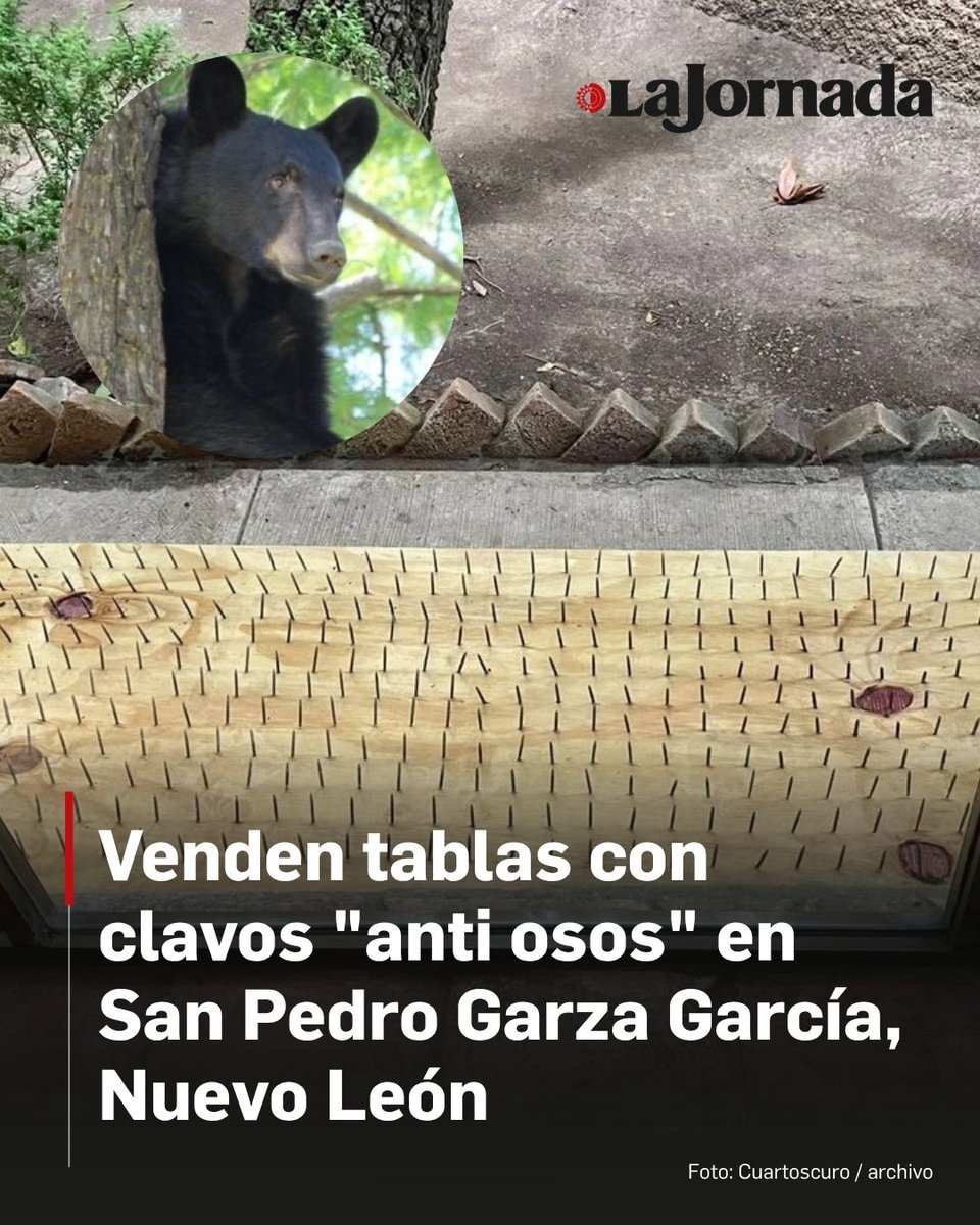 lajornadaonline's tweet photo. 🐻 ⚠️ #NuevoLeón | Parques y Vida Silvestre confirmó que se estaba vendiendo tablas con clavos "anti osos" en San Pedro Garza García, por lo que la institución exigió, se suspendiera la entrega, sin embargo, no mencionó que iba a tomar medidas legales pese a que es un acto de presunto maltrato animal.

“Parques y Vida Silvestre de Nuevo León, exhorta a la junta de vecinos y a los residentes a suspender la entrega y la colocación de estos dispositivos, así como a retirar los que se encuentren instalados por el riesgo de lesiones que representan para las personas, las mascotas y la fauna silvestre" señalaron en un comunicado.

Lee más aquí 👇
https://t.co/Iif5wniVmG