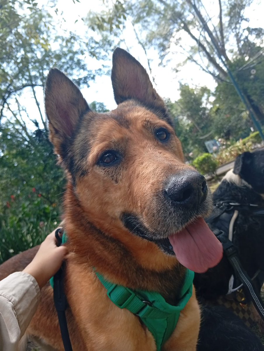 HELA_MORE's tweet photo. Cempasúchil los está esperando en la feria de adopción.🥹🌻
����Parque Hundido https://t.co/pvmPkrIVGv