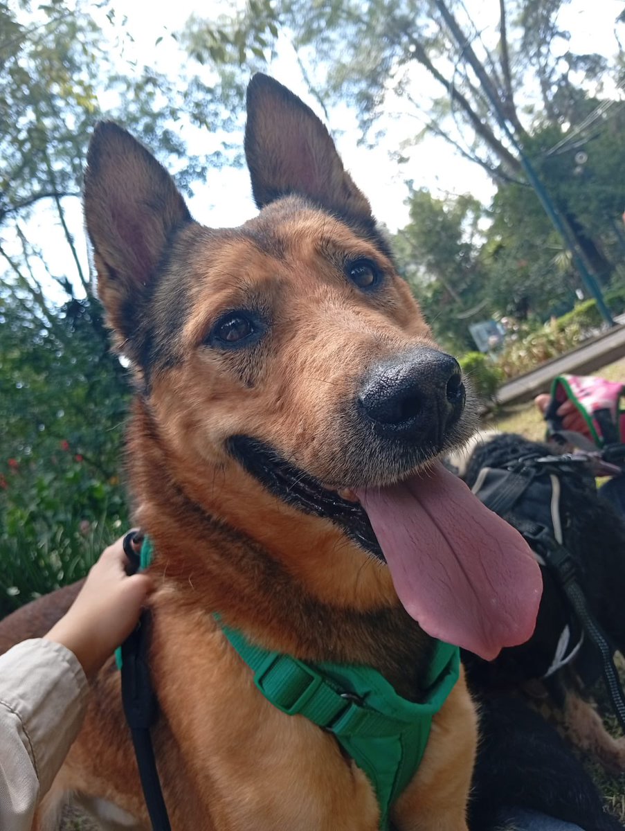 HELA_MORE's tweet photo. Cempasúchil los está esperando en la feria de adopción.🥹🌻
����Parque Hundido https://t.co/pvmPkrIVGv