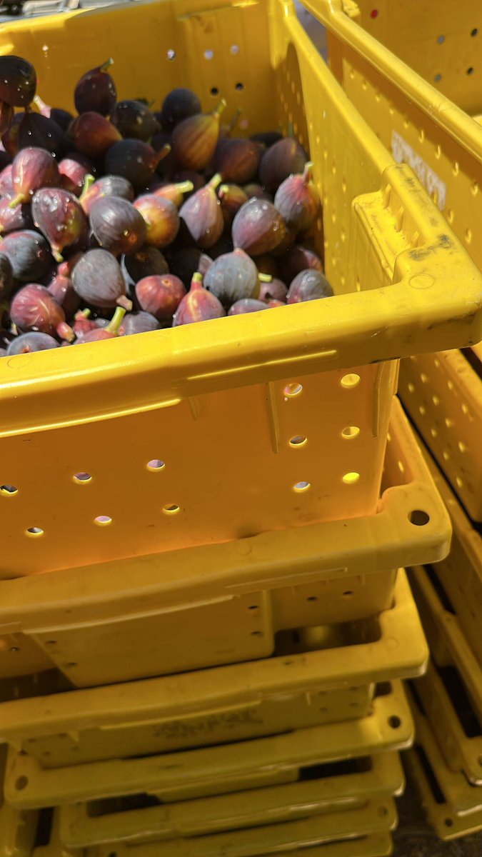 UFWupdates's tweet photo. "Jaime" is harvesting figs at min. wage in Madera CA. "There isn't enough good fruit. Usually we harvest through November but many locations have already stopped. We expected to be working longer. Now we need to look for another job as we need this income to pay rent." #WeFeedYou https://t.co/zfC99PfqoH