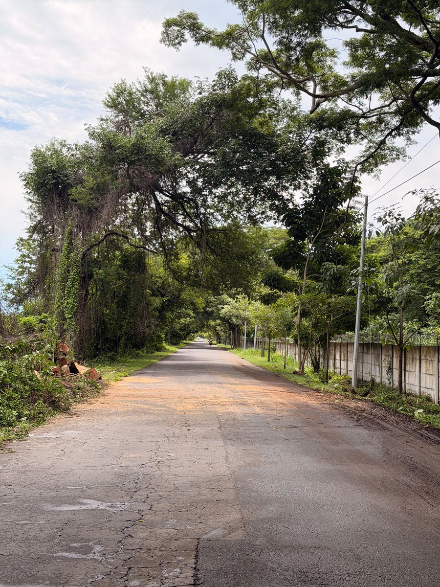 FUERZARMADASV's tweet photo. Nuestros soldados trabajaron en la remoción de un árbol caído que obstruía el paso en la calle hacia Playa Las Hojas, a la altura del kilómetro 45, San Luis Talpa, La Paz Oeste. https://t.co/mYCCu83cSV