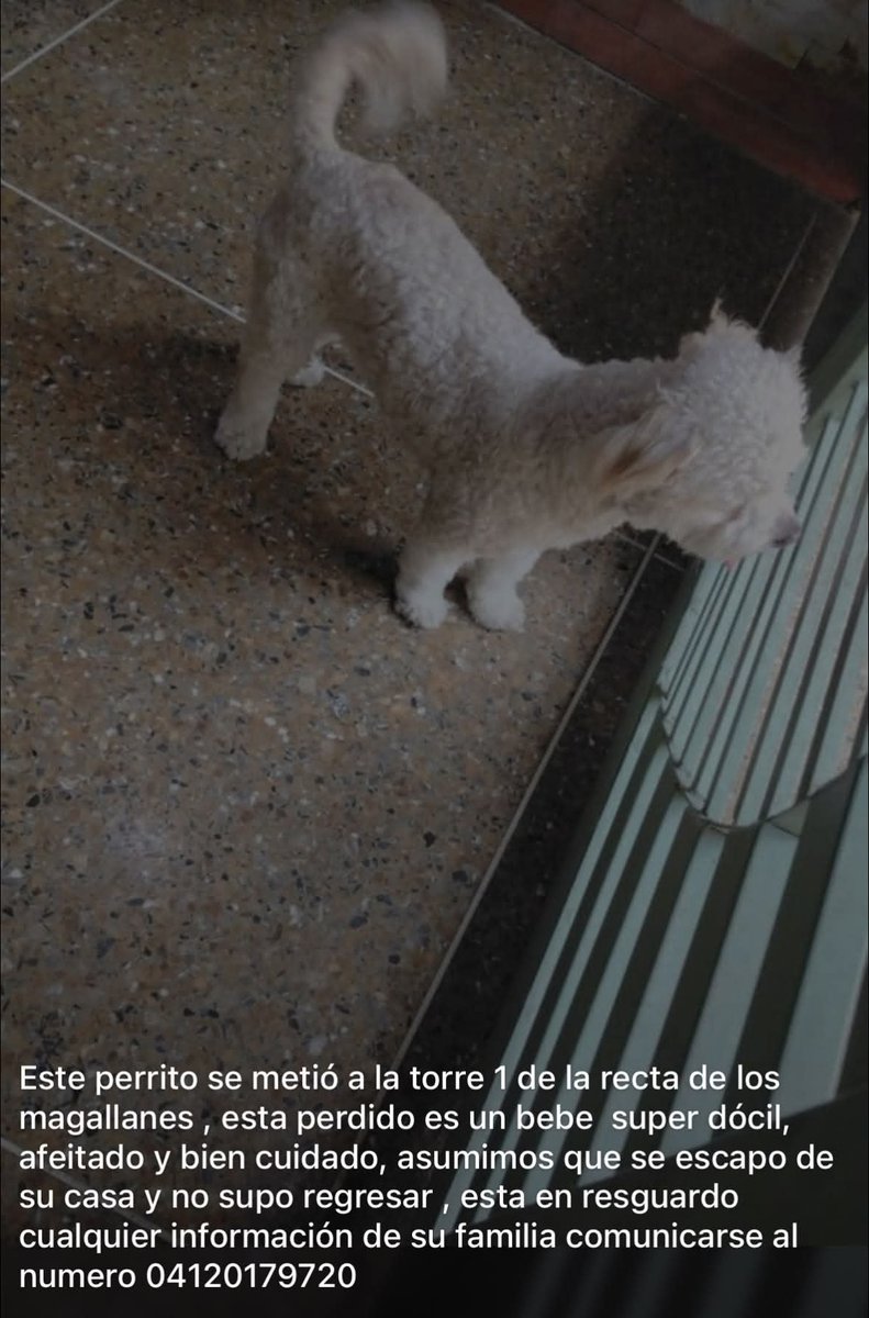PerroUsuario's tweet photo. EXTRAVIADO en Los Magallanes de Catia, Caracas.  Busca a su familia humana https://t.co/YC4RR9GW8R