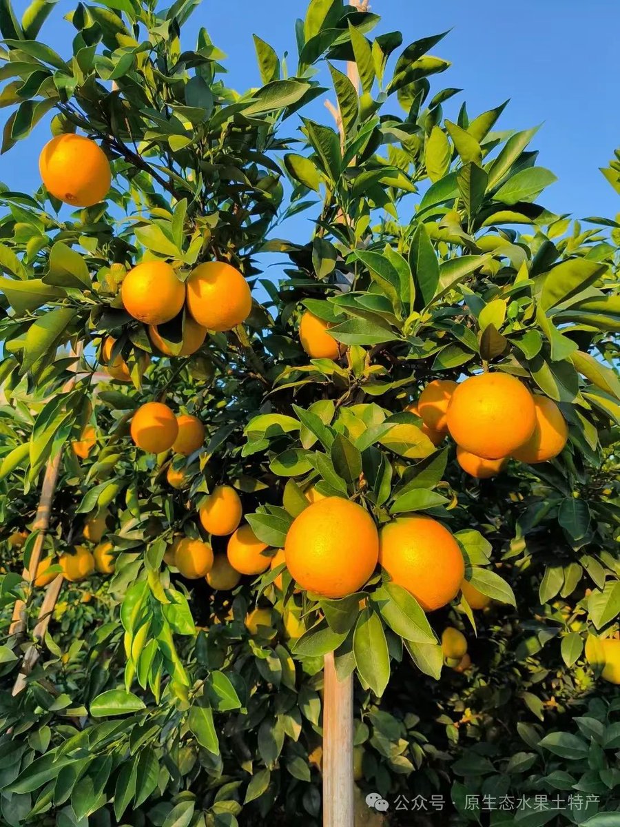 AmadaMallehrwk's tweet photo. Caminando por las calles adoquinadas de Sevilla, el aroma de naranjas dulces flota en el aire! Cada rincón tiene una sorpresa, este viaje es pura felicidad! https://t.co/7vYXKrUEId