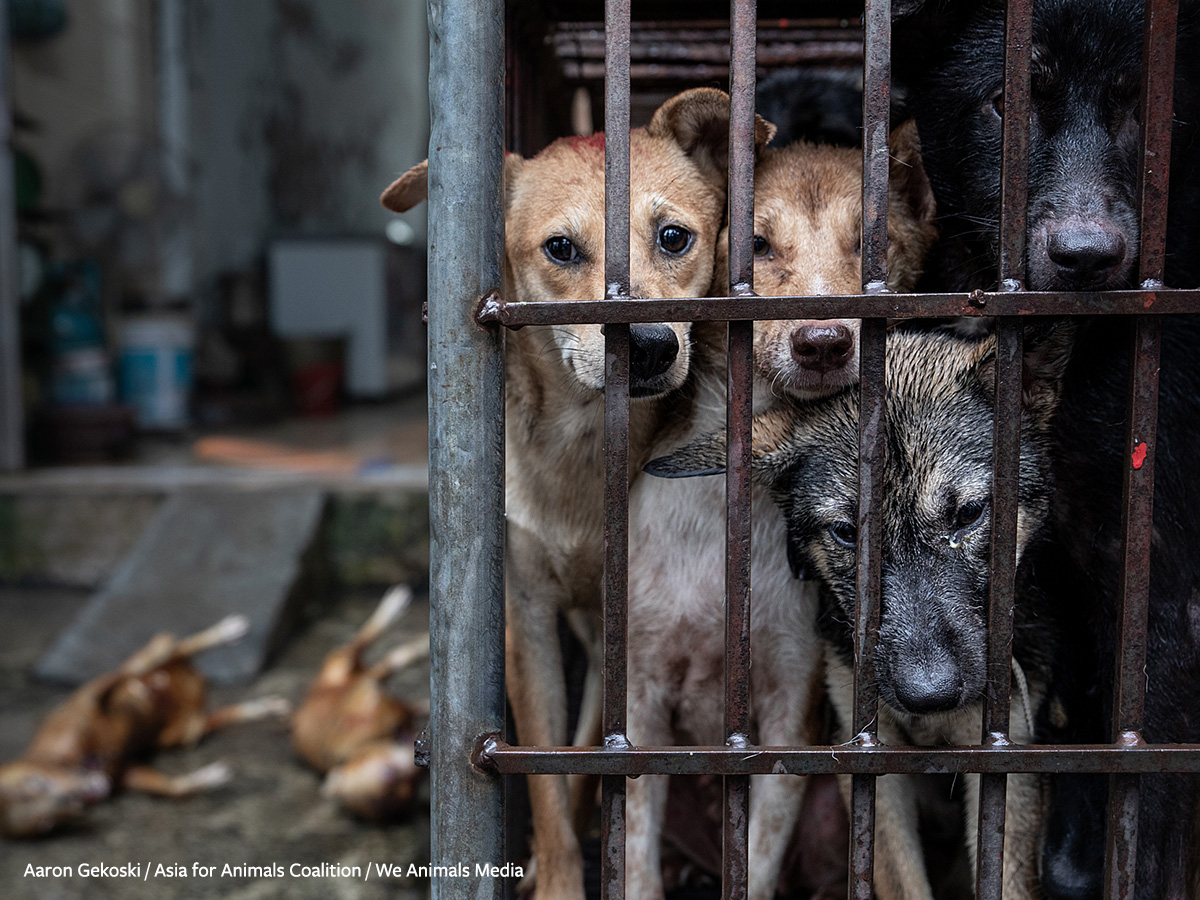 NamiKim_DogsSK's tweet photo. 🆕NEWS FROM 🇻🇳#VIETNAM
The #DogCatMeatTrade in Vietnam
According to the Ministry of Health, 54 rabies deaths were recorded in 21 provinces and cities between the beginning of the year and September 12.
September 17, 2026 - by .@DTInews1
📰https://t.co/e7be3TuJHK
Hanoi currently has nearly 260 dog and cat slaughter sites, according to the city's the Hanoi Sub-Department of Livestock, Fisheries and Veterinary Medicine.
Most are small-scale or household operations scattered across numerous wards and communes, making centralised inspection and management difficult.
Rabies can spread during the breeding, transport, slaughter and sale of dogs and cats, making vaccination and tighter controls on these activities crucial to preventing human deaths.