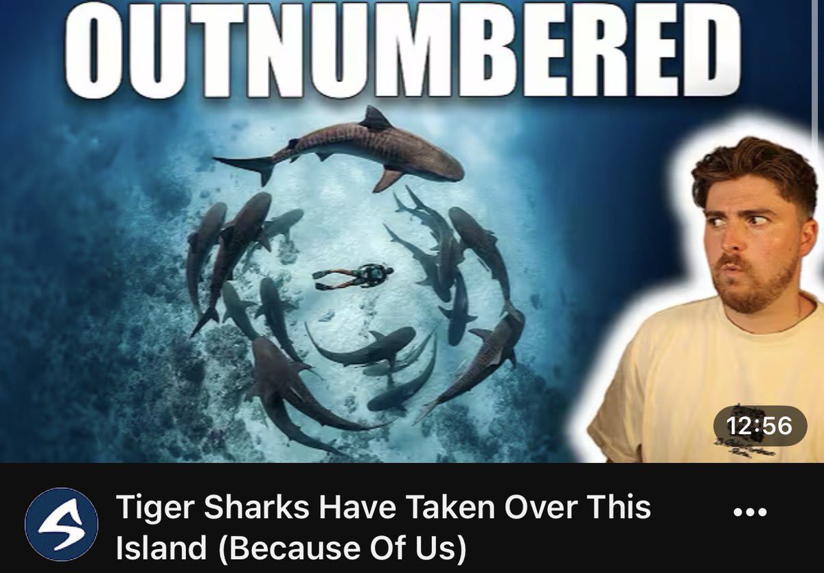 SharkBytes1994's tweet photo. BRAND NEW #SHARKBYTES! There’s an island in the Indian Ocean unlike any other, because this waters surrounding this island have been taken over by tiger sharks… Find out exactly why via the Shark Bytes homepage here: https://t.co/yJaq1UANzi https://t.co/t6DsKCfZ8B