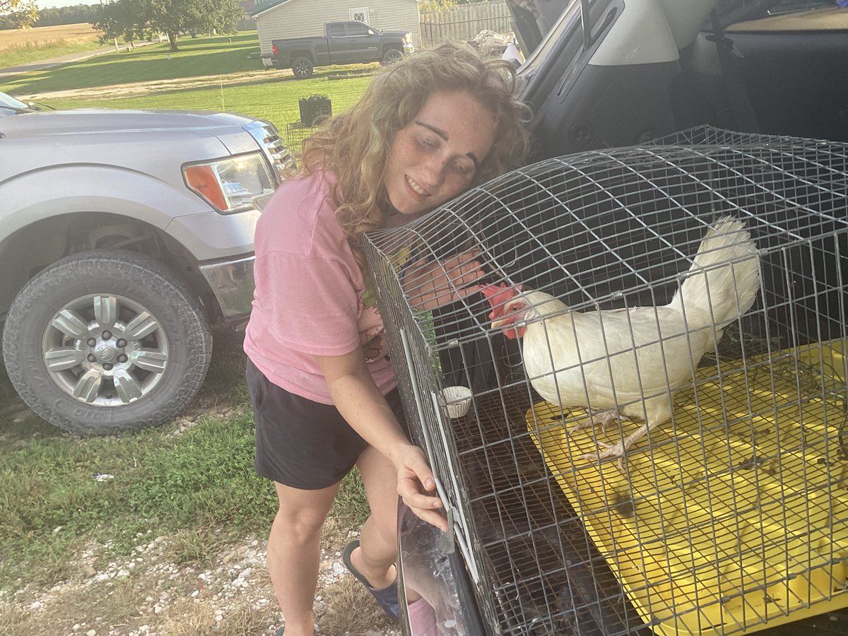 Agentxsketcher's tweet photo. Here are some new animal pics  
1.Rosie is back after almost a year and a half and reunited with @Darlaireayno123 
2.The poults hatchday 
3.We have 7 poults now https://t.co/Ix7CLV5E06