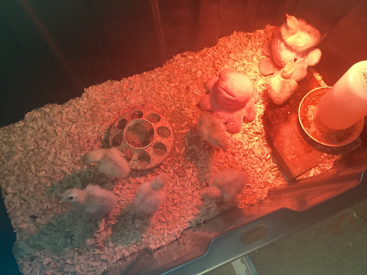 Agentxsketcher's tweet photo. Here are some new animal pics  
1.Rosie is back after almost a year and a half and reunited with @Darlaireayno123 
2.The poults hatchday 
3.We have 7 poults now https://t.co/Ix7CLV5E06