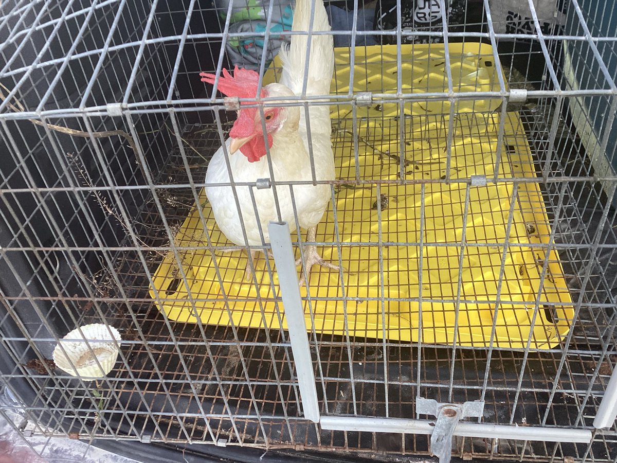 Agentxsketcher's tweet photo. Here are some new animal pics  
1.Rosie is back after almost a year and a half and reunited with @Darlaireayno123 
2.The poults hatchday 
3.We have 7 poults now https://t.co/Ix7CLV5E06