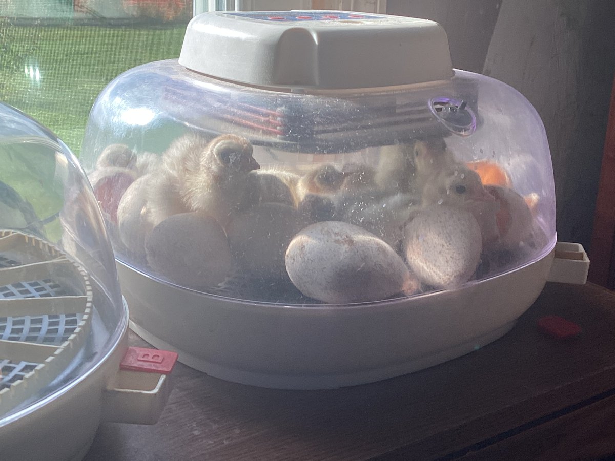 Agentxsketcher's tweet photo. Here are some new animal pics  
1.Rosie is back after almost a year and a half and reunited with @Darlaireayno123 
2.The poults hatchday 
3.We have 7 poults now https://t.co/Ix7CLV5E06