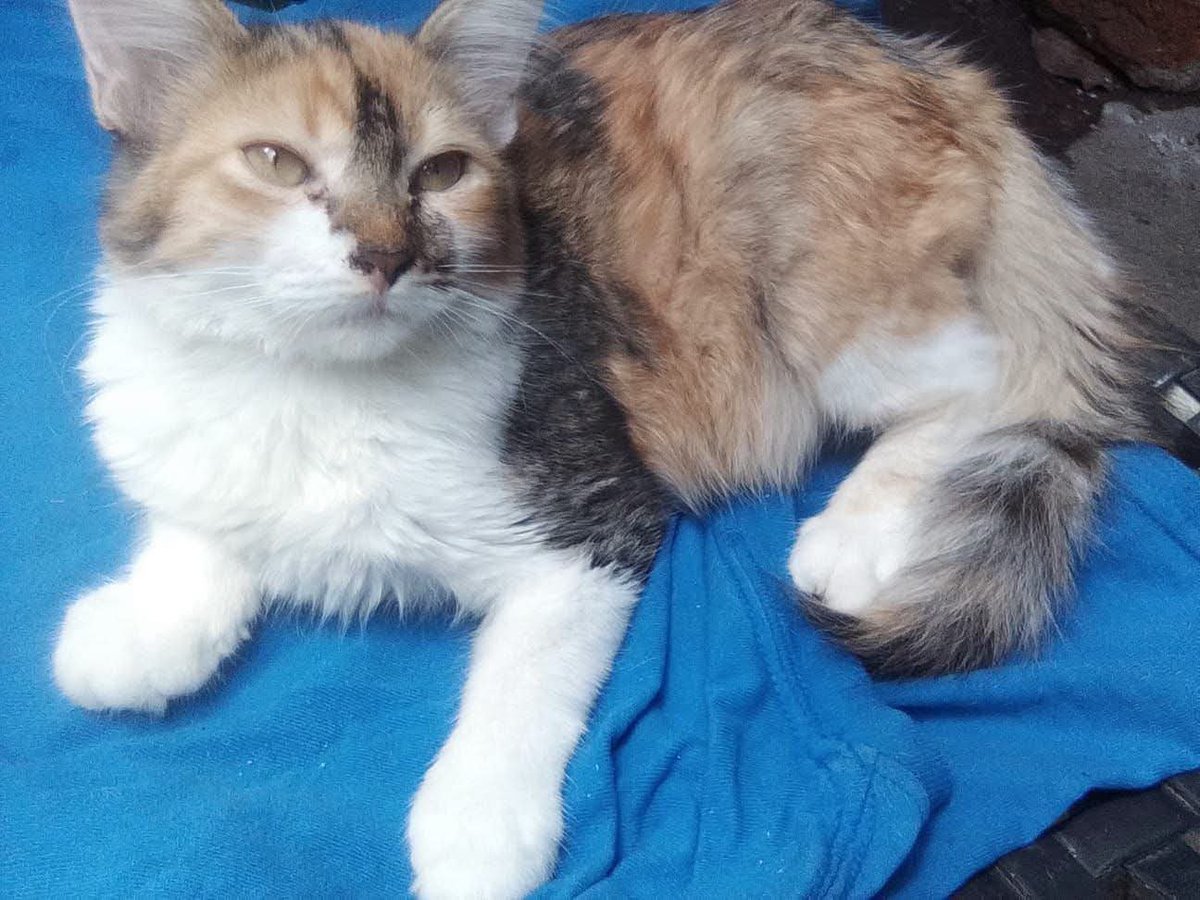 lyssitta's tweet photo. #ServicioSocial
SE BUSCA 🚨🚨

se busca está gatita última vez vista en ciudad delgado calle comercio por la salud tiene 5 meses porfavor si alguien la vio o se la llevaron entregarla no se harán preguntas 🥹 ella necesita sus medicinas y está semana sería operada porfavor 🥹 se dará recompensa y no se hará ninguna pregunta solo quiero ami gata porfavor 7217 6511 la gatita se llama charli