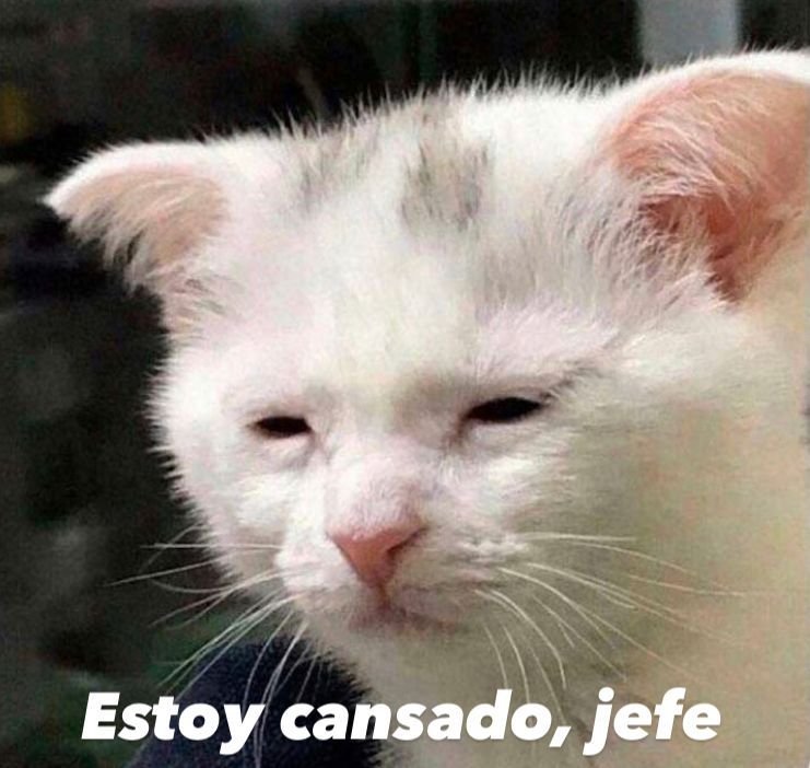 sol_ext's tweet photo. En 1 semana me hice::: ecografia, tomografia, me pincharon los brazos 2 veces y tengo morados cual adicta. No suficiente con eso, recien me hice radiografia y mañana resonancia. Matenme directamente https://t.co/9OULKA8B1e